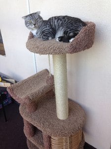 Домики для кошек «Йорик» – фото 10