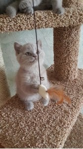 Комплексы для кошек «Винтовая лестница» – фото 10