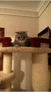 Комплексы для кошек «Иннусик» – фото 33