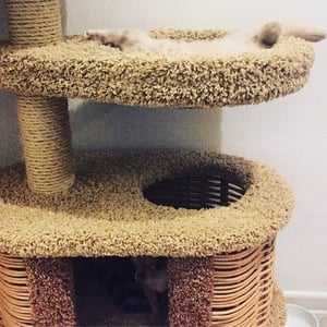 Комплексы для кошек «Брунетка» – фото 11