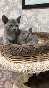 Комплексы для кошек «Винтовая лестница с плетёнными лежанками» – фото 2
