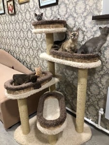 Комплексы для кошек «Винтовая лестница с плетёнными лежанками» – фото 1