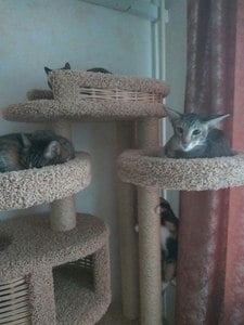 Комплексы для кошек «Басик+» – фото 39
