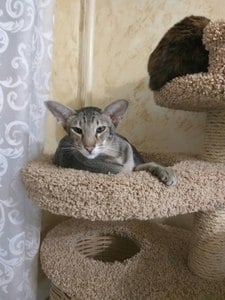Комплексы для кошек «Басик+» – фото 46