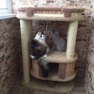 Комплексы для кошек «Фидика» – фото 32
