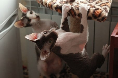Домики для кошек «Угловой» – фото 1