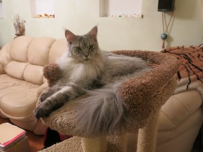 Комплексы для кошек «Брунетка» – фото 14