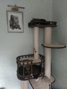 Комплексы для кошек «Бося» – фото 3