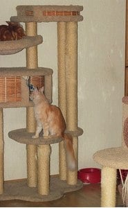Комплексы для кошек «Басик+» – фото 32