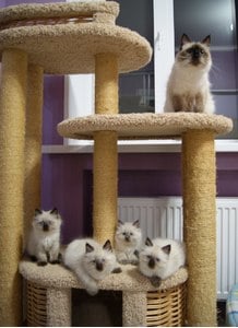 Комплексы для кошек «Чаруша 140» – фото 12
