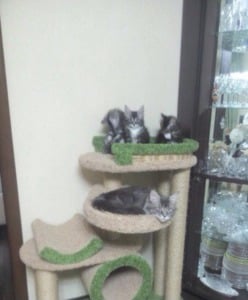 Комплексы для кошек «Брыкся» – фото 5