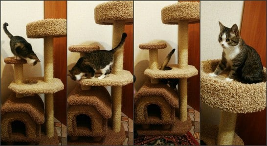 Домики для кошек «Конура на ножках» – фото 1