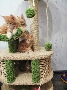 Домики для кошек «Йорик» – фото 4