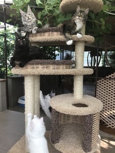 Комплексы для кошек «Буряша» – фото 12