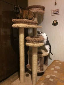 Комплексы для кошек «Буряша» – фото 7