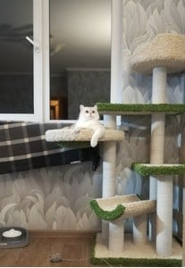 Комплексы для кошек «Пыжик» – фото 4