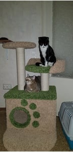 Комплексы для кошек «Вераста» – фото 12