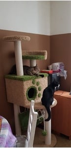 Комплексы для кошек «Вераста» – фото 10