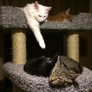Комплексы для кошек «Проша» – фото 9