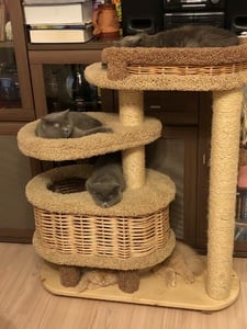Комплексы для кошек «Брунетка» – фото 1