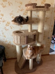 Комплексы для кошек «Иннусик» – фото 16