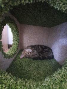 Домики для кошек «Лежо» – фото 1