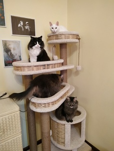 Комплексы для кошек «Буряша» – фото 1