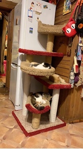 Комплексы для кошек «Пыжик» – фото 1