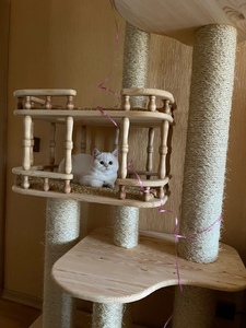 Комплексы для кошек «Бося» – фото 1