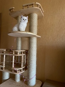 Комплексы для кошек «Бося» – фото 2