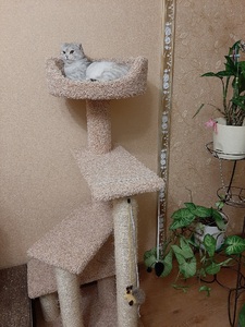 Комплексы для кошек «Винтовая лестница» – фото 3