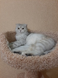 Комплексы для кошек «Винтовая лестница» – фото 1