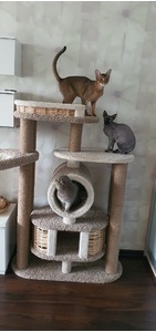 Комплексы для кошек «Бобоша» – фото 4