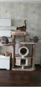 Комплексы для кошек «Бобоша» – фото 5