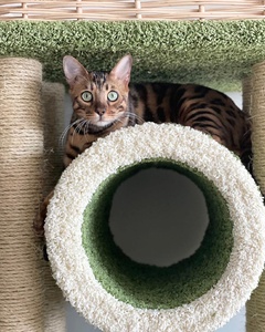 Комплексы для кошек «Округлый с плетеной лежанкой и трубой» – фото 5
