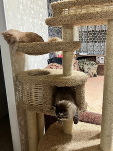 Подготовка дома к появлению абиссинского котенка