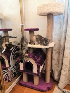 Домики для кошек «Конура на высоких ножках» – фото 2