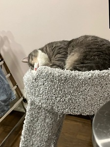 Когтеточки и столбики «Лежанка с лестницей» – фото 1