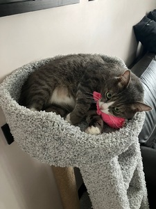 Когтеточки и столбики «Лежанка с лестницей» – фото 2