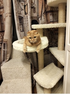 Отзывы «Пыжик» фото - 1