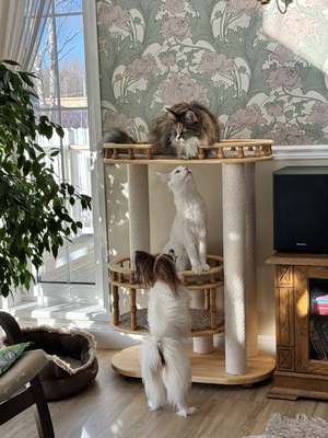 Комплексы для&nbsp;кошек «Неся» – фото 1