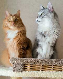 Комплексы для&nbsp;кошек «Басик+» – фото 3